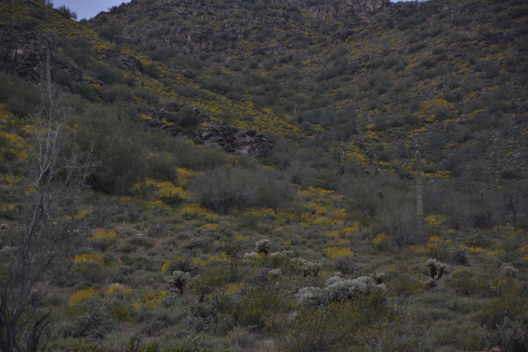 hills with brittlebush